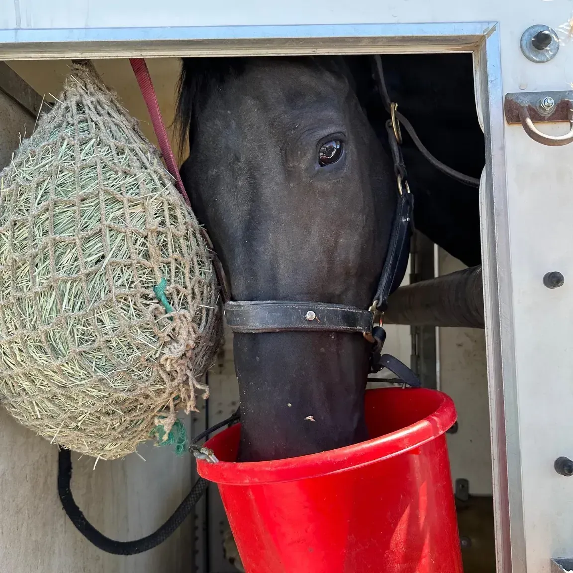 Horse at Coachella Valley Horse Rescue