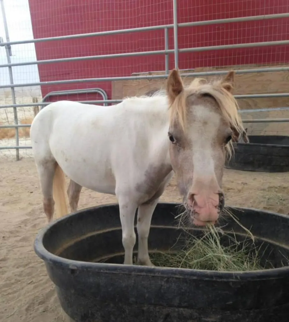 Horse at Coachella Valley Horse Rescue