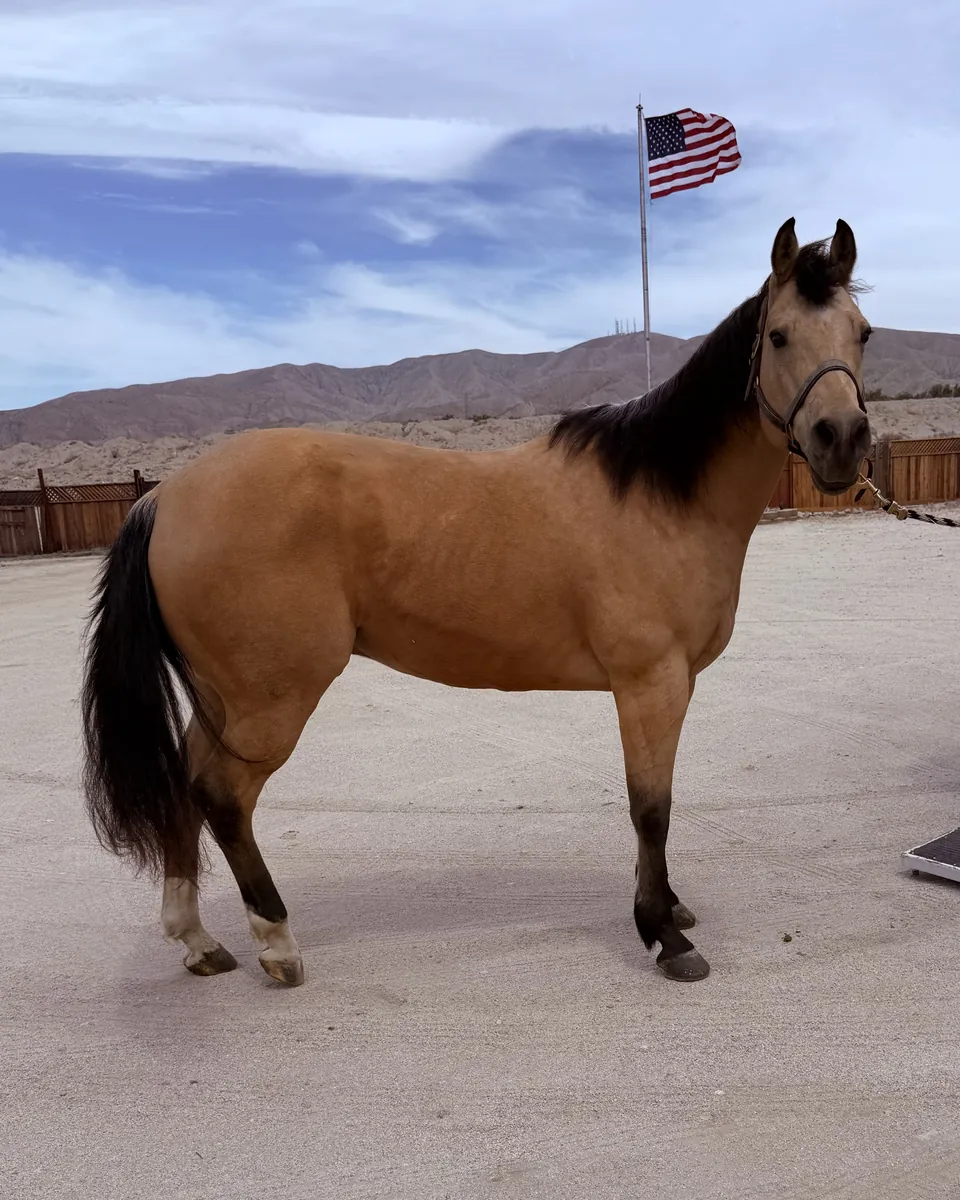 Buck, a buckskin Quarter Horse, standing in the arena beneath an American flag