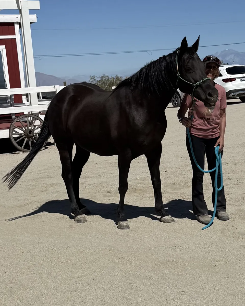 Chloe, a black Quarter Horse mare, standing beside a CVHR volunteer