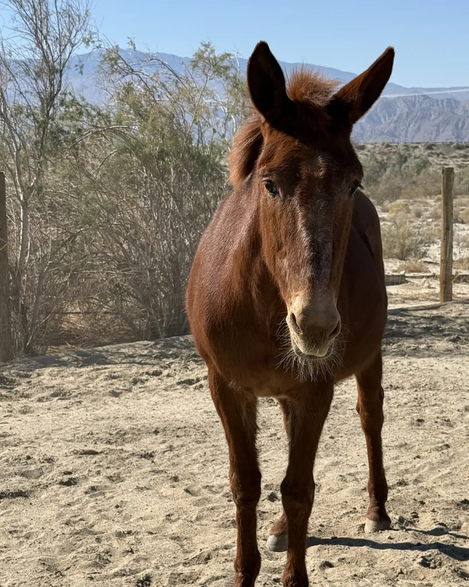 Cinders, a chestnut mule, standing in a sandy desert corral