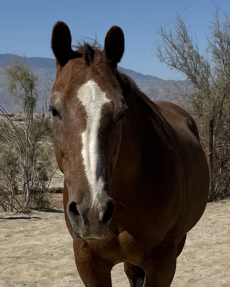 Stormy, a chestnut Quarter Horse with a white blaze, in a desert corral