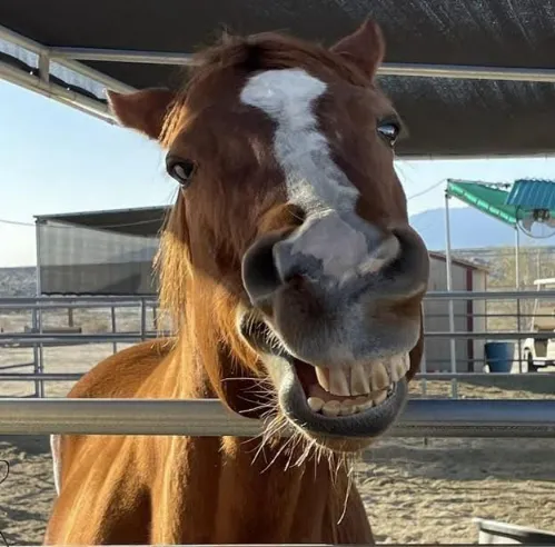 Close-up of a chestnut rescue horse with a white blaze