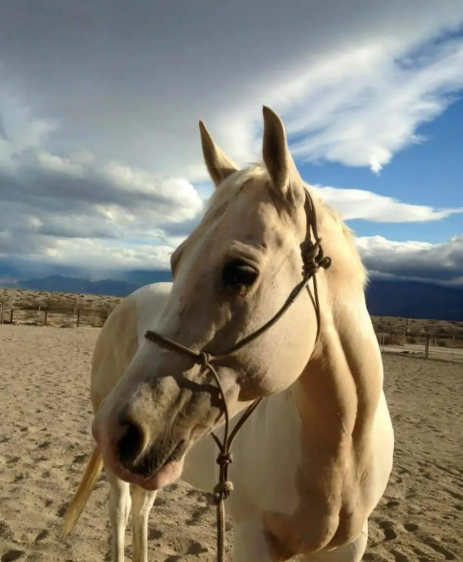 Buttercup, a palomino rescue horse