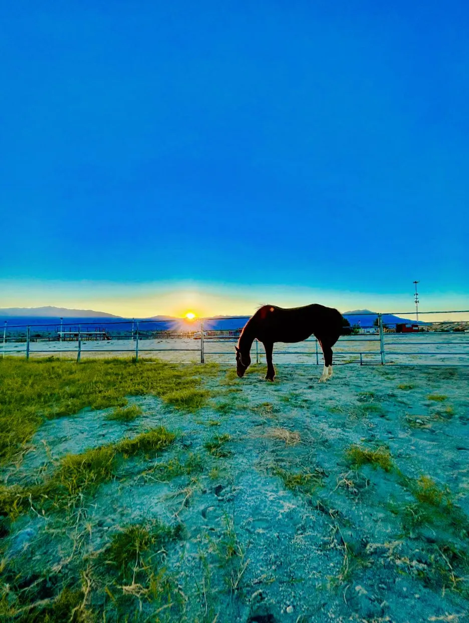 A horse grazing in a paddock at the rescue ranch at sunset