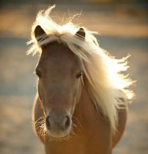 Portrait of a horse with its mane backlit by golden hour sunlight